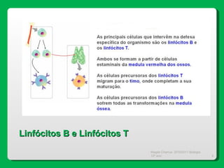 Magda Charrua  2010/2011 Biologia 12º ano  Linfócitos B e Linfócitos T 