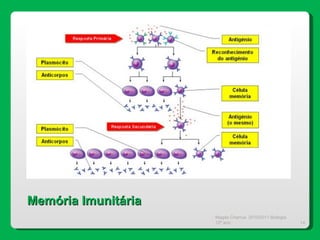 Magda Charrua  2010/2011 Biologia 12º ano  Memória Imunitária 