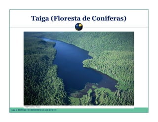 Taiga (Floresta de Coníferas)

Aula 6: BIOMAS E ECOSSISTEMAS AQUÁTICOS

 