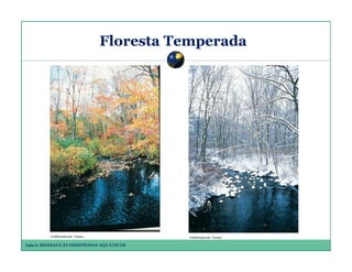 Floresta Temperada

Aula 6: BIOMAS E ECOSSISTEMAS AQUÁTICOS

 