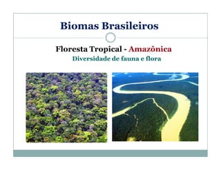 Biomas Brasileiros
Floresta Tropical - Amazônica
Diversidade de fauna e flora

 