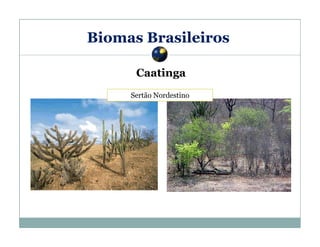 Biomas Brasileiros
Caatinga
Sertão Nordestino

 