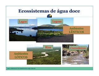 Ecossistemas de água doce
Lagoas

Lagos

Ambientes
LÊNTICOS

Rios
Ambientes
LÓTICOS

Aula 6: BIOMAS E ECOSSISTEMAS AQUÁTICOS

Corredeiras

 