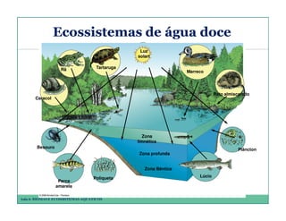 Ecossistemas de água doce
Luz
solart
Tartaruga

Rã

Lagos

Marreco

Rato almiscarado

Caracol

Zona Litoral

Zona
limnética
Besouro

Plâncton

Zona profunda
Zona Bêntica
Perca
amarela

Poliqueta

Aula 6: BIOMAS E ECOSSISTEMAS AQUÁTICOS

Lúcio

 