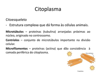 Citoplasma
Citoesqueleto
- Estrutura complexa que dá forma às células animais.
Microtúbulos – proteínas (tubulina) arranjadas próximas ao
núcleo, originado no centrossomo.
Centríolos – conjunto de microtúbulos importante na divisão
celular.
Microfilamentos – proteínas (actina) que dão consistência à
camada periférica do citoplasma.
 