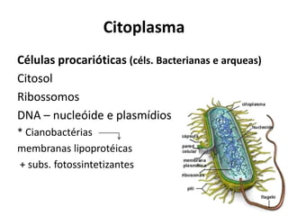 Citoplasma
Células procarióticas (céls. Bacterianas e arqueas)
Citosol
Ribossomos
DNA – nucleóide e plasmídios
* Cianobactérias
membranas lipoprotéicas
+ subs. fotossintetizantes
 