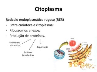 Citoplasma
Retículo endoplasmático rugoso (RER)
- Entre carioteca e citoplasma;
- Ribossomos anexos;
- Produção de proteínas.
  Membrana
  plasmática
                              Exportação

                  Enzimas
               lisossômicas
 