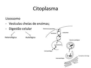 Citoplasma
Lisossomo
- Vesículas cheias de enzimas;
- Digestão celular

Heterofágica   Autofágica
 