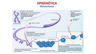 EPIGENÉTICA
Mecanismos
 