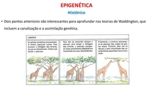 • Dois pontos anteriores são interessantes para aprofundar nas teorias de Waddington, que
incluem a canalização e a assimilação genética.
EPIGENÉTICA
Histótrico
 