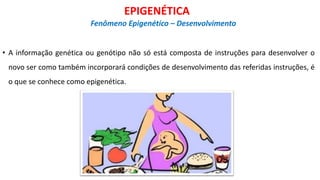 • A informação genética ou genótipo não só está composta de instruções para desenvolver o
novo ser como também incorporará condições de desenvolvimento das referidas instruções, é
o que se conhece como epigenética.
EPIGENÉTICA
Fenômeno Epigenético – Desenvolvimento
 
