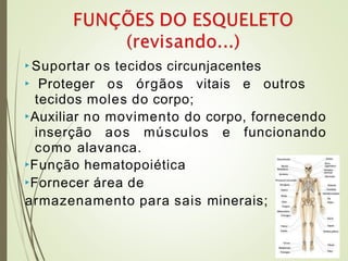 ▶ Suportar os tecidos circunjacentes
▶ Proteger os órgãos vitais e outros
tecidos moles do corpo;
▶Auxiliar no movimento do corpo, fornecendo
inserção aos músculos e funcionando
como alavanca.
▶Função hematopoiética
▶Fornecer área de
armazenamento para sais minerais;
 