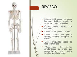REVISÃO
 Existem 206 ossos no corpo
humano, divididos quanto a
forma em quatro categorias:
 -Ossos longos (ossos dos
membros)
 -Ossos curtos (ossos dos pés)
 -Ossos chatos ou planos
(crânio, esterno, escápula e
ilíaco)
 -Ossos irregulares (ossos da
face e vértebras)
 -Sesamoides - São nódulos
arredondados ou ovais que
desenvolvem em certos
tendões (patela ou rótula)
 