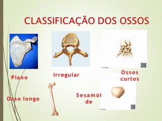 Plano Irregular O ssos
curtos
Osso longo
S e sam ói
de
 