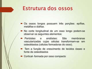  Os ossos longos possuem três porções: epífise,
metáfise e diáfise.
 No corte longitudinal de um osso longo podem-se
observar os seguintes elementos:
 Periósteo e endósteo: São membranas
vascularizadas cujas células transformam-se em
osteoblastos (células formadoras do osso).
 Tem a função de crescimento de tecidos ósseo e
fonte de osteoblastos
 Cortical- formada por osso compacto
 
