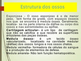 • Esponjosa - O osso esponjoso é o de menor
peso, tem forma de grade, com espaços ósseos
nos que se encontra a medula óssea. Geralmente,
localiza- se na parte interna da diáfise ou corpo dos
ossos e nas extremidades ou epífise.
• Cartilagem articular- é um tipo de cartilagem
que não se calcifica e que recobre as superfícies
•
•
•
articulares das peças ósseas.
Medula óssea- é um tecido ósseo
vascularizado, localizado na cavidade medular
(diáfise) dos ossos longos e nos ossos chatos.
Medula vermelha- formadora de células do sangue
e a produção de elementos de defesa.
Medula amarela- Não tem função hematopoiética.
 