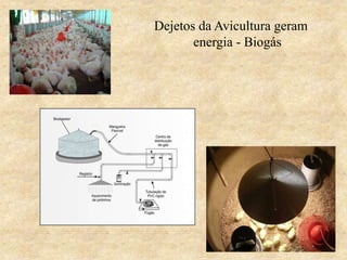 Dejetos da Avicultura geram
energia - Biogás
 