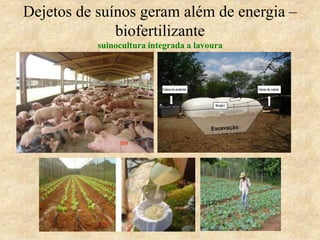 Dejetos de suínos geram além de energia –
biofertilizante
suinocultura integrada a lavoura
 