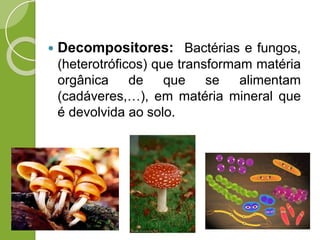  Decompositores: Bactérias e fungos,
(heterotróficos) que transformam matéria
orgânica de que se alimentam
(cadáveres,…), em matéria mineral que
é devolvida ao solo.
 