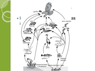 Teia Alimentar
 Interligação de várias cadeias
alimentares
 