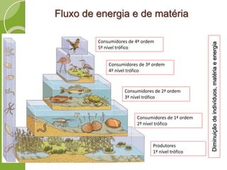 Fluxo de energia e de matéria
Produtores
1º nível trófico
Consumidores de 1ª ordem
2º nível trófico
Consumidores de 2ª ordem
3º nível trófico
Consumidores de 3ª ordem
4º nível trófico
Consumidores de 4ª ordem
5º nível trófico
Diminuiçãodeindivíduos,matériaeenergia
 