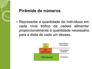 Pirâmide de números
 Representa a quantidade de indivíduos em
cada nível trófico da cadeia alimentar
proporcionalmente à quantidade necessária
para a dieta de cada um desses.
 