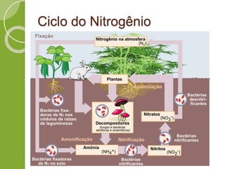 Ciclo do Nitrogênio
 
