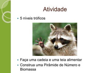 Atividade
 5 níveis tróficos
 Faça uma cadeia e uma teia alimentar
 Construa uma Pirâmide de Número e
Biomassa
 