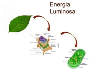 Energia
Luminosa
 