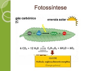 Fotossíntese
 