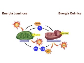 Energia Luminosa Energia Química
 