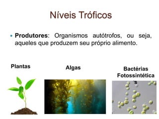 Níveis Tróficos
 Produtores: Organismos autótrofos, ou seja,
aqueles que produzem seu próprio alimento.
Plantas Algas Bactérias
Fotossintética
s
 