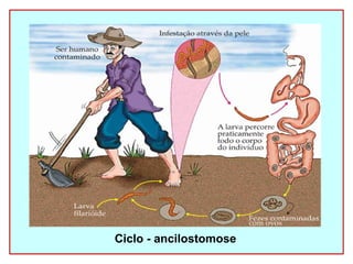 Ciclo - ancilostomose 
 