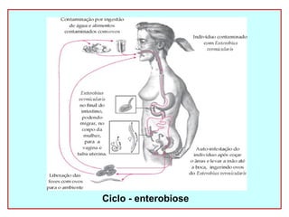 Ciclo - enterobiose 
 
