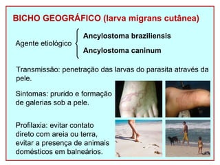 BICHO GEOGRÁFICO (larva migrans cutânea) 
Agente etiológico 
Ancylostoma braziliensis 
Ancylostoma caninum 
Transmissão: penetração das larvas do parasita através da 
pele. 
Sintomas: prurido e formação 
de galerias sob a pele. 
Profilaxia: evitar contato 
direto com areia ou terra, 
evitar a presença de animais 
domésticos em balneários. 
 