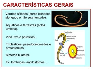 Vermes afilados (corpo cilíndrico, 
alongado e não segmentado). 
Aquáticos e terrestres (solos 
úmidos). 
Vida livre e parasitas. 
Triblásticos, pseudocelomados e 
protostômios. 
Simetria bilateral. 
Ex: lombrigas, ancilostomos... 
 