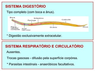 SISTEMA DIGESTÓRIO 
Tipo completo (com boca e ânus). 
* Digestão exclusivamente extracelular. 
SISTEMA RESPIRATÓRIO E CIRCULATÓRIO 
Ausentes. 
Trocas gasosas - difusão pela superfície corpórea. 
* Parasitas intestinais - anaeróbicos facultativos. 
 