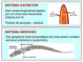 SISTEMA EXCRETOR 
Dois canais longitudinais ligados 
por um único tubo transversal 
(túbulos em H). 
Produto de excreção – amônia. 
SISTEMA NERVOSO 
Tipo ganglionar (anel periesofágico de onde partem cordões 
nervosos anteriores e posteriores). 
 