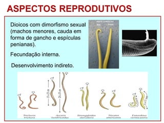 Dioicos com dimorfismo sexual 
(machos menores, cauda em 
forma de gancho e espículas 
penianas). 
Fecundação interna. 
Desenvolvimento indireto. 
 