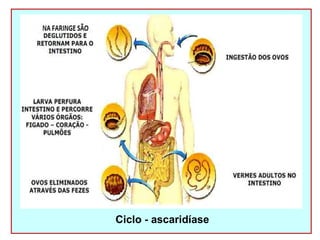 Ciclo - ascaridíase 
 