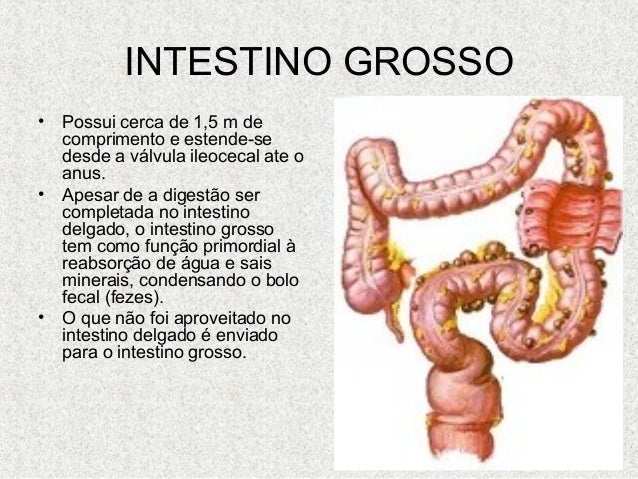 Quantos Metros De Intestino _ ¿Cuántos intestinos tiene el ser humano ...