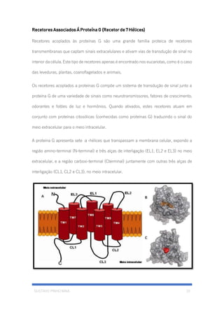 GUSTAVO PINHO MAIA 10
Recetores Associados Á Proteína G (Recetor de 7 Hélices)
Recetores acoplados às proteínas G são uma grande família proteica de recetores
transmembranas que captam sinais extracelulares e ativam vias de transdução de sinal no
interior da célula. Este tipo de recetores apenas é encontrado nos eucariotas, como é o caso
das leveduras, plantas, coanoflagelados e animais.
Os recetores acoplados a proteínas G compõe um sistema de transdução de sinal junto a
proteína G de uma variedade de sinais como neurotransmissores, fatores de crescimento,
odorantes e fotões de luz e hormônios. Quando ativados, estes recetores atuam em
conjunto com proteínas citosólicas (conhecidas como proteínas G) traduzindo o sinal do
meio extracelular para o meio intracelular.
A proteína G apresenta sete α-hélices que transpassam a membrana celular, expondo a
região amino-terminal (N-terminal) e três alças de interligação (EL1, EL2 e EL3) no meio
extracelular, e a região carboxi-terminal (Cterminal) juntamente com outras três alças de
interligação (CL1, CL2 e CL3), no meio intracelular.
 