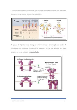 GUSTAVO PINHO MAIA 16
Domínios citoplasmáticos (C-terminal) não possuem atividade enzimática, mas ligam-se a
diversas enzimas tirosina-cinase, chamadas JAKs.
A ligação do ligando induz alterações conformacionais e dimerização do recetor. A
proximidade dos domínios citoplasmáticos permite a ligação das enzimas JAK para
ativarem-se um ao outro por transfosforilação.
 