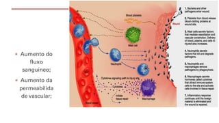 ¡ Aumento do
fluxo
sanguíneo;
¡ Aumento da
permeabilida
de vascular;
 