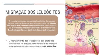 MIGRAÇÃO DOS LEUCÓCITOS
¡ O recrutamento dos leucócitos e das proteínas
plasmáticas do sangue para os locais de infecção
e de lesão tecidual é denominado INFLAMAÇÃO.
O recrutamento dos leucócitos leucócitos do sangue
para os tecidos depende, em primeiro lugar, da adesão
dos leucócitos ao revestimento endotelial e em seguida
do movimento através do endotélio e da membrana
basal subjacente para dentro do tecido extravascular.
 