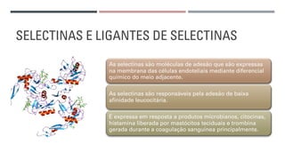 SELECTINAS E LIGANTES DE SELECTINAS
As selectinas são moléculas de adesão que são expressas
na membrana das células endoteliais mediante diferencial
químico do meio adjacente.
As selectinas são responsáveis pela adesão de baixa
afinidade leucocitária.
É expressa em resposta a produtos microbianos, citocinas,
histamina liberada por mastócitos teciduais e trombina
gerada durante a coagulação sanguínea principalmente.
 