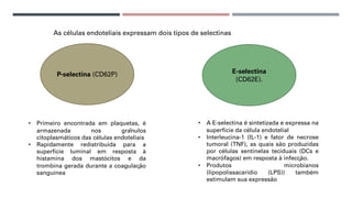 As células endoteliais expressam dois tipos de selectinas
P-selectina (CD62P) E-selectina
(CD62E).
• Primeiro encontrada em plaquetas, é
armazenada nos grânulos
citoplasmáticos das células endoteliais
• Rapidamente redistribuída para a
superfície luminal em resposta à
histamina dos mastócitos e da
trombina gerada durante a coagulação
sanguínea
• A E-selectina é sintetizada e expressa na
superfície da célula endotelial
• Interleucina-1 (IL-1) e fator de necrose
tumoral (TNF), as quais são produzidas
por células sentinelas teciduais (DCs e
macrófagos) em resposta à infecção.
• Produtos microbianos
(lipopolissacarídio (LPS)) também
estimulam sua expressão
 