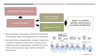 ¡ São produzidas e liberadas no ambiente infeccioso
ou lesionado pelos macrófagos fixos ou residentes.
¡ Os neutrófilos, principalmente, se ligam fracamente
a selectina (ligante de selectina) e o próprio fluxo
sanguíneo destrói essa ligação, fazendo com que a
mesma célula se ligue logo a frente (rolamento
leucocitário)
EXPRESSÃO DE SELECTINAS
DUAS CITOCINAS
Fator de Necrose
Tumoral (TNF)
Interleucina-1 (IL-1)
Agem no endotélio
vascular, estimulando a
expressão de selectinas.
 