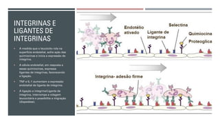 INTEGRINAS E
LIGANTES DE
INTEGRINAS
¡ A medida que o leucócito rola na
superfície endotelial, sofre ação das
quimiocinas e inicia a expressão de
integrina.
¡ A célula endotelial, em resposta a
essas quimiocinas, expressa
ligantes de integrinas, favorecendo
a ligação.
¡ TNF e IL-1 aumentam a expressão
endotelial de ligante de integrina.
¡ A ligação a integrina/Ligante de
integrina, interrompe a rolagem
leucocitária e possibilita a migração
(diapedese).
 