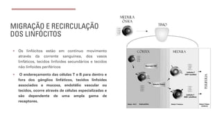 MIGRAÇÃO E RECIRCULAÇÃO
DOS LINFÓCITOS
¡ Os linfócitos estão em contínuo movimento
através da corrente sanguínea, dos vasos
linfáticos, tecidos linfoides secundários e tecidos
não linfoides periféricos
¡ O endereçamento das células T e B para dentro e
fora dos gânglios linfáticos, tecidos linfoides
associados a mucosa, endotélio vascular ou
tecidos, ocorre através de células especializadas e
são dependente de uma ampla gama de
receptores.
 